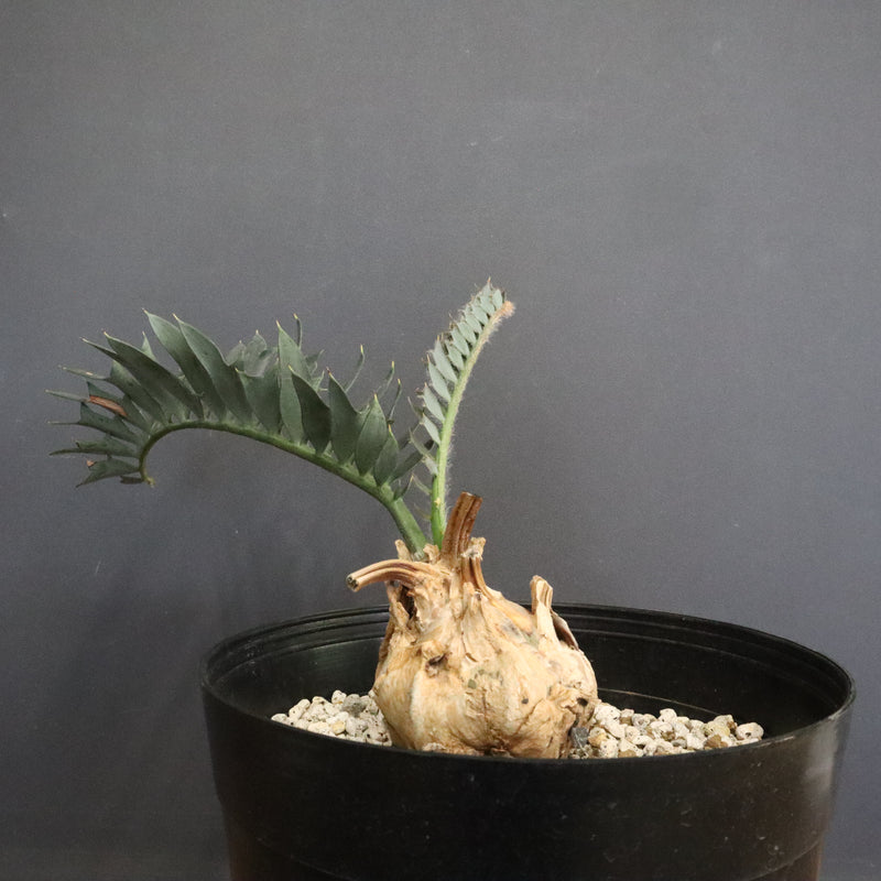 エンセファラルトス ホリダス 56