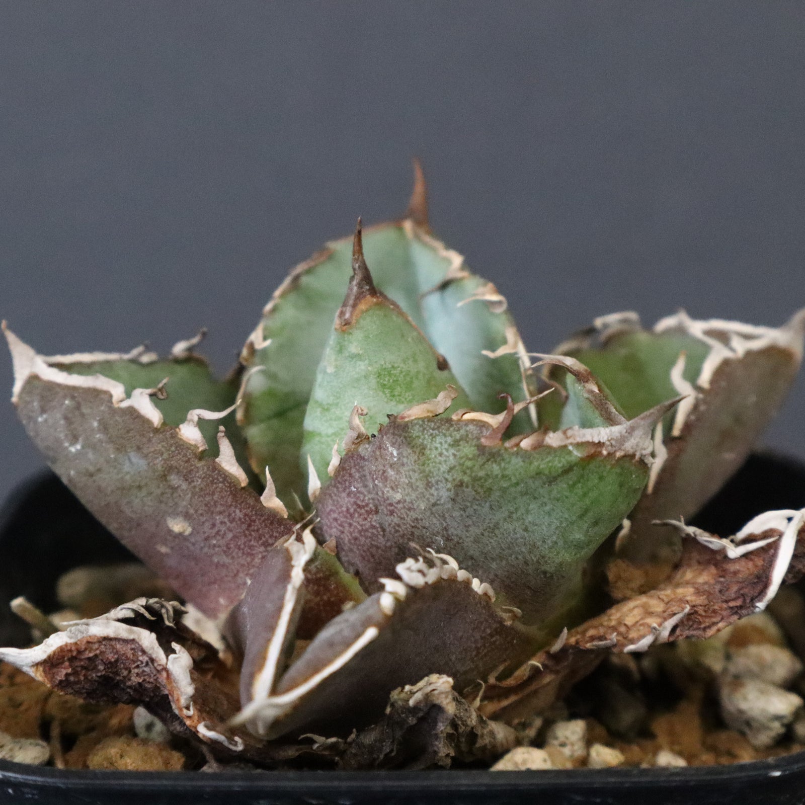 DRAGON AGAVE】アガベ CJ9 EC1256 – TaiShoDo ONLINE SHOP