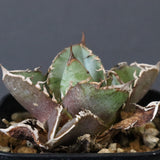 【DRAGON AGAVE】アガベ  CJ9   EC1256