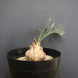 エンセファラルトス ホリダス 56