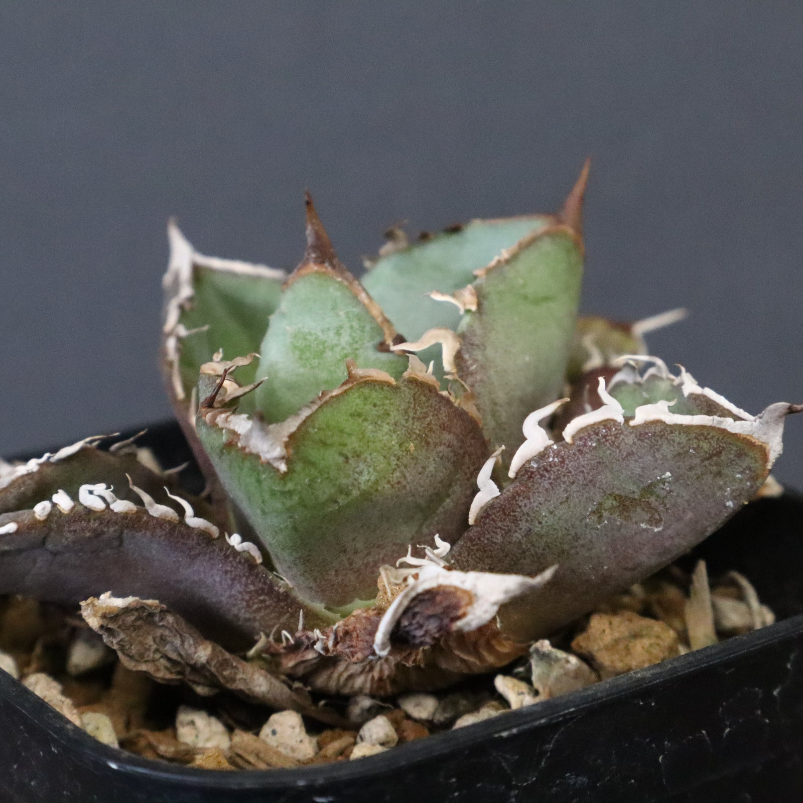 DRAGON AGAVE】アガベ CJ9 EC1256 – TaiShoDo ONLINE SHOP