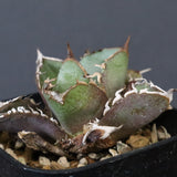 【DRAGON AGAVE】アガベ  CJ9   EC1256