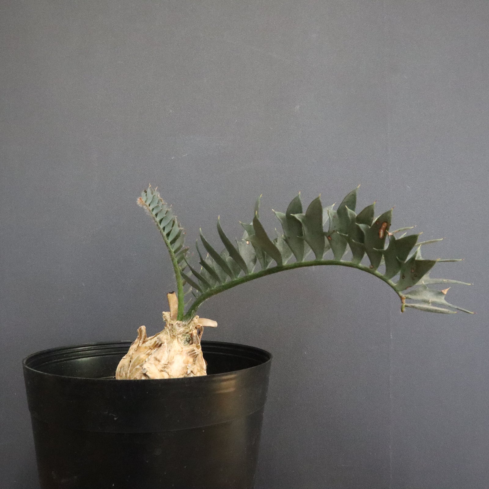 エンセファルトス　ホリダス エンセファラルトス ホリダス 56 – TaiShoDo ONLINE SHOP