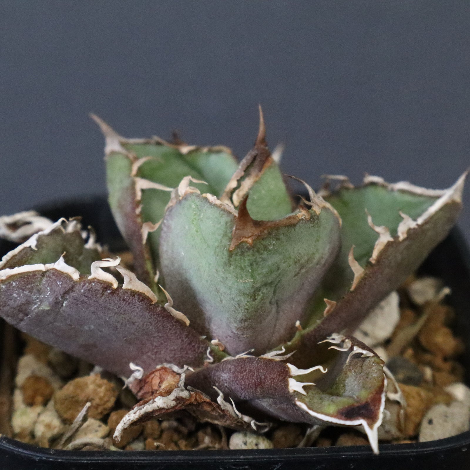 DRAGON AGAVE】アガベ CJ9 EC1256 – TaiShoDo ONLINE SHOP