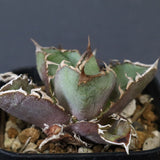 【DRAGON AGAVE】アガベ  CJ9   EC1256