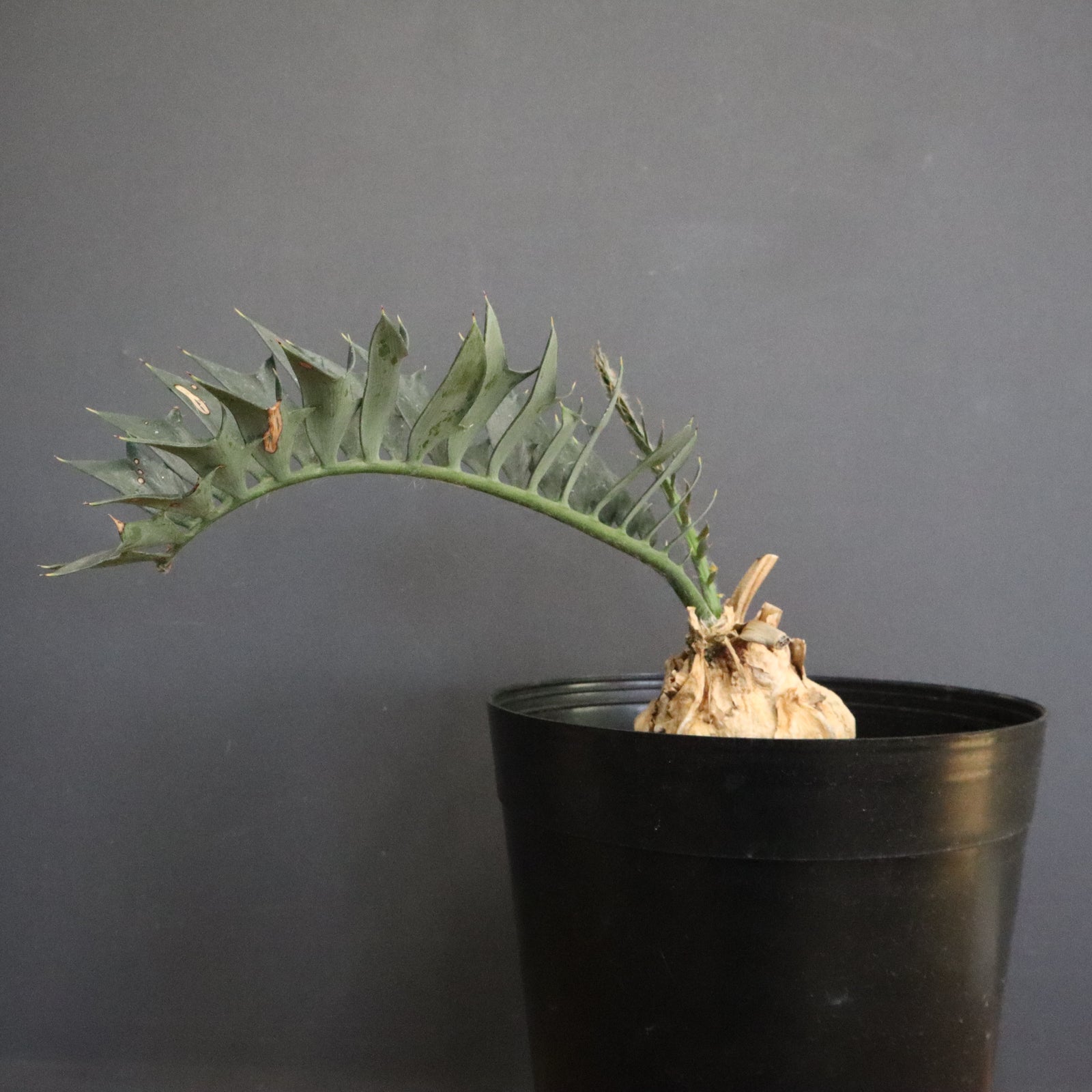 エンセファラルトス ホリダス 56 – TaiShoDo ONLINE SHOP