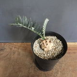 エンセファラルトス ホリダス 56