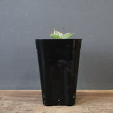 【DRAGON AGAVE】  麻花 EC1257