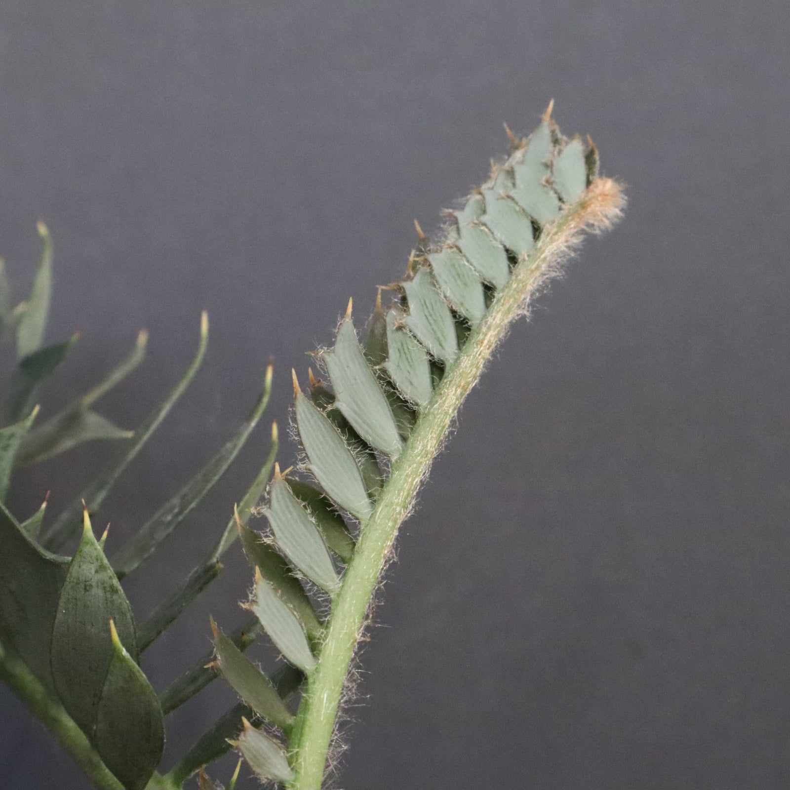 エンセファラルトス ホリダス 56 – TaiShoDo ONLINE SHOP