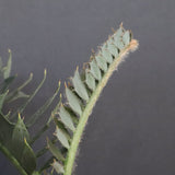 エンセファラルトス ホリダス 56