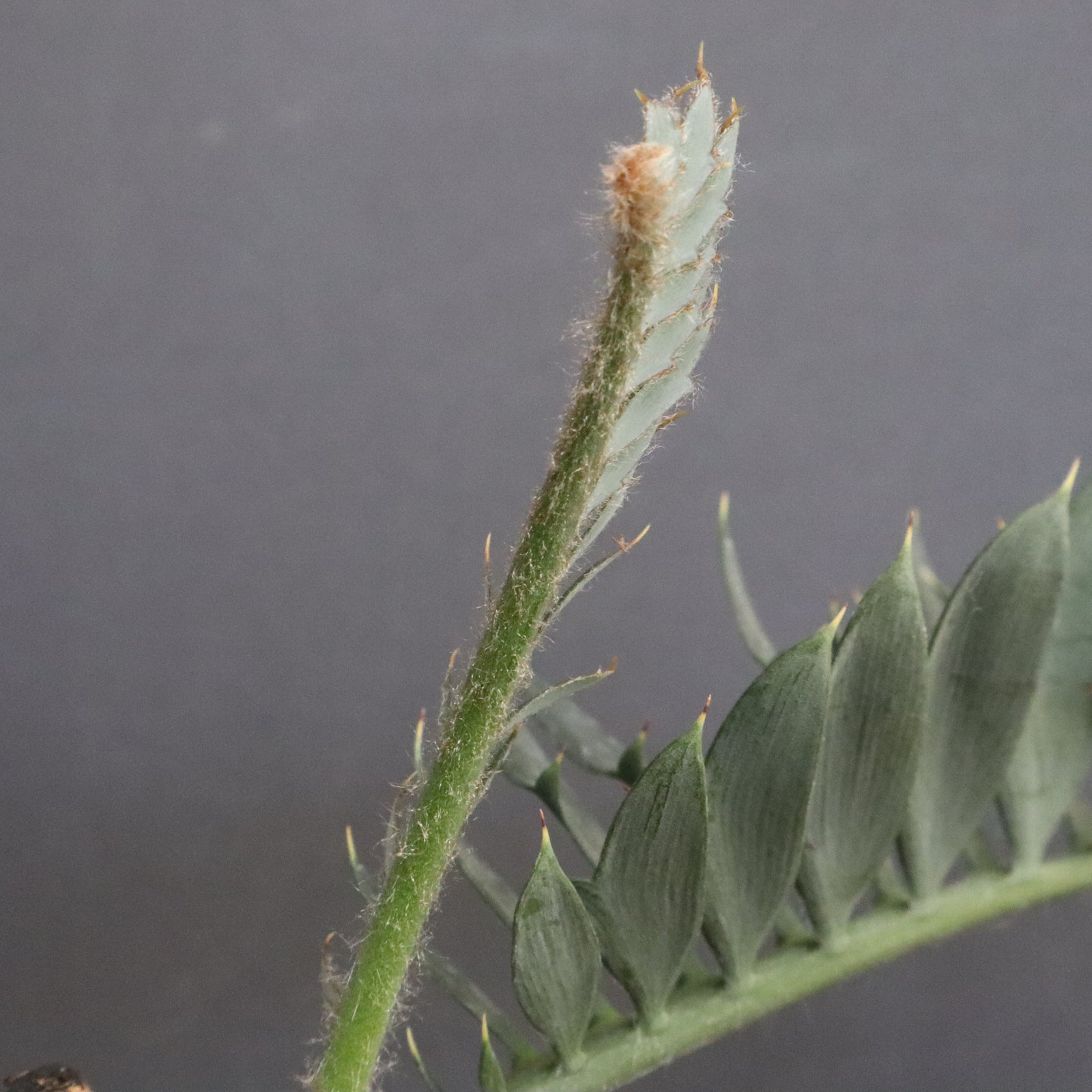 エンセファラルトス ホリダス 56 – TaiShoDo ONLINE SHOP