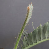 エンセファラルトス ホリダス 56