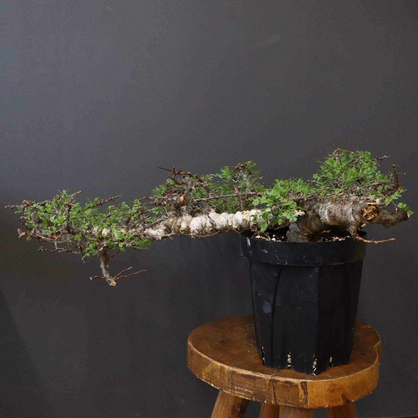 IMG_6288_b405e3ec-07ae-4189-