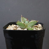 【DRAGON AGAVE】  麻花 EC1257