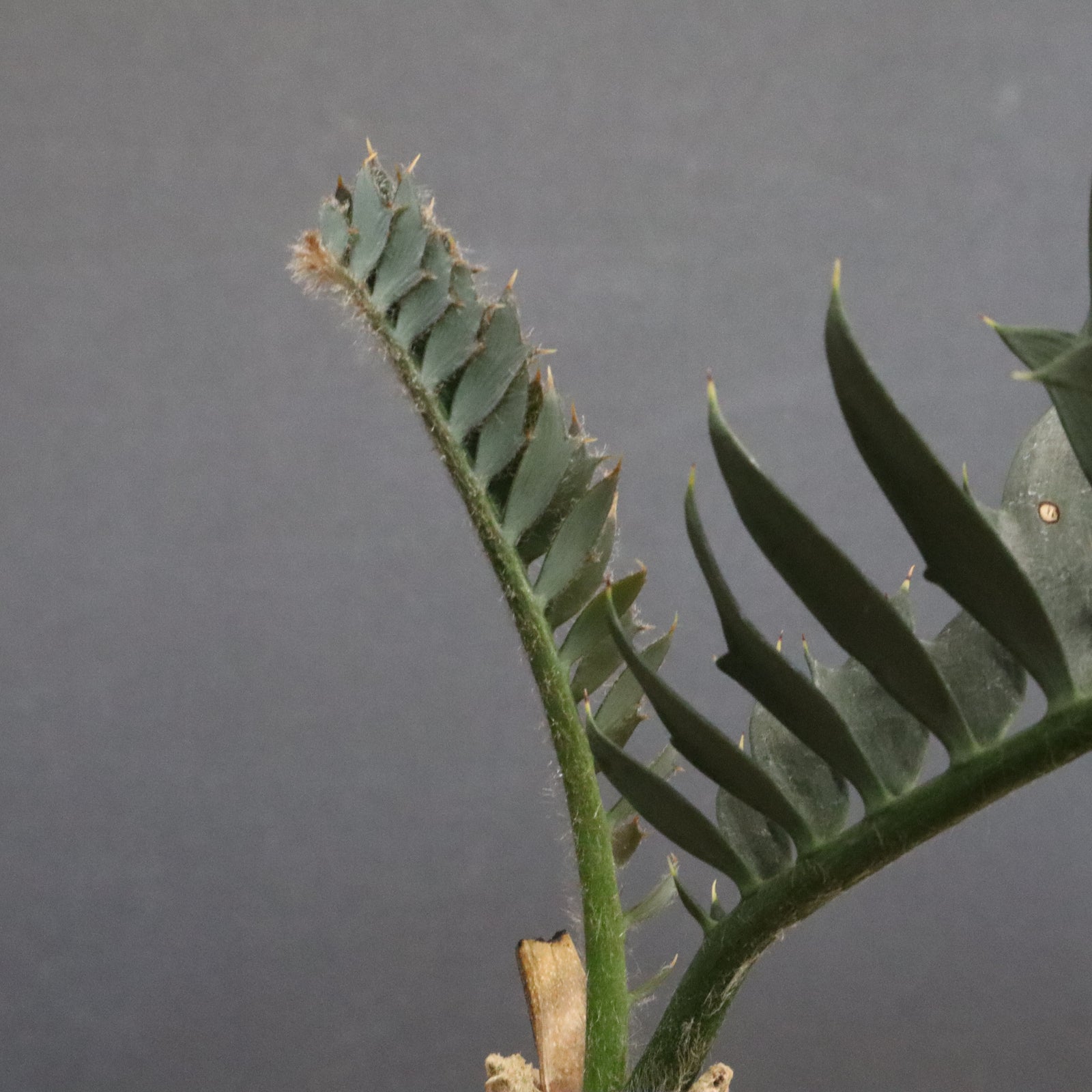 エンセファラルトス ホリダス 56 – TaiShoDo ONLINE SHOP