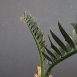 エンセファラルトス ホリダス 56