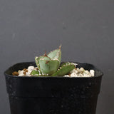 【DRAGON AGAVE】  麻花 EC1257
