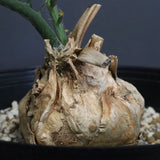 エンセファラルトス ホリダス 56