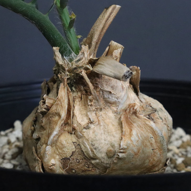 エンセファラルトス ホリダス 56