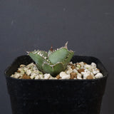 【DRAGON AGAVE】  麻花 EC1257