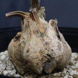 エンセファラルトス ホリダス 56