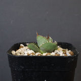 【DRAGON AGAVE】  麻花 EC1257