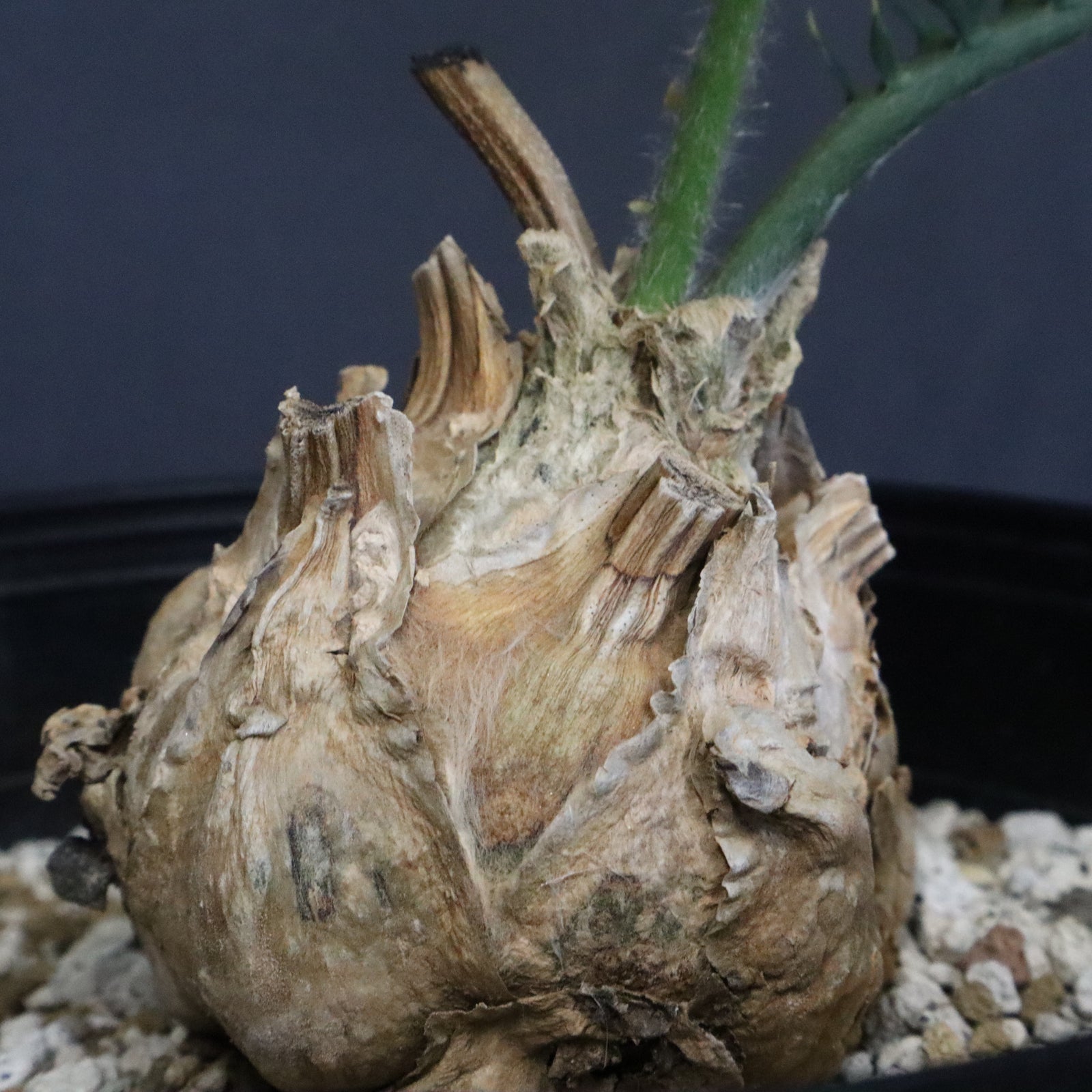 ホリダス　エンセファラルトス　登録票　付属 エンセファラルトス ホリダス Encephalartos horridus | mana's