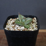 【DRAGON AGAVE】  麻花 EC1257
