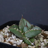 【DRAGON AGAVE】  麻花 EC1257