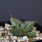 【DRAGON AGAVE】  麻花 EC1257