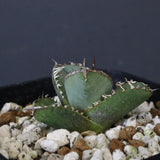 【DRAGON AGAVE】  麻花 EC1257