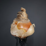 【ベアルート】B.ハエマンソイデス EC1805