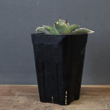 【DRAGON AGAVE】  麻花 EC1258