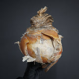 【ベアルート】B.ハエマンソイデス EC1805