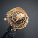 【ベアルート】B.ハエマンソイデス EC1805