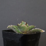 【DRAGON AGAVE】  麻花 EC1258