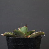 【DRAGON AGAVE】  麻花 EC1258