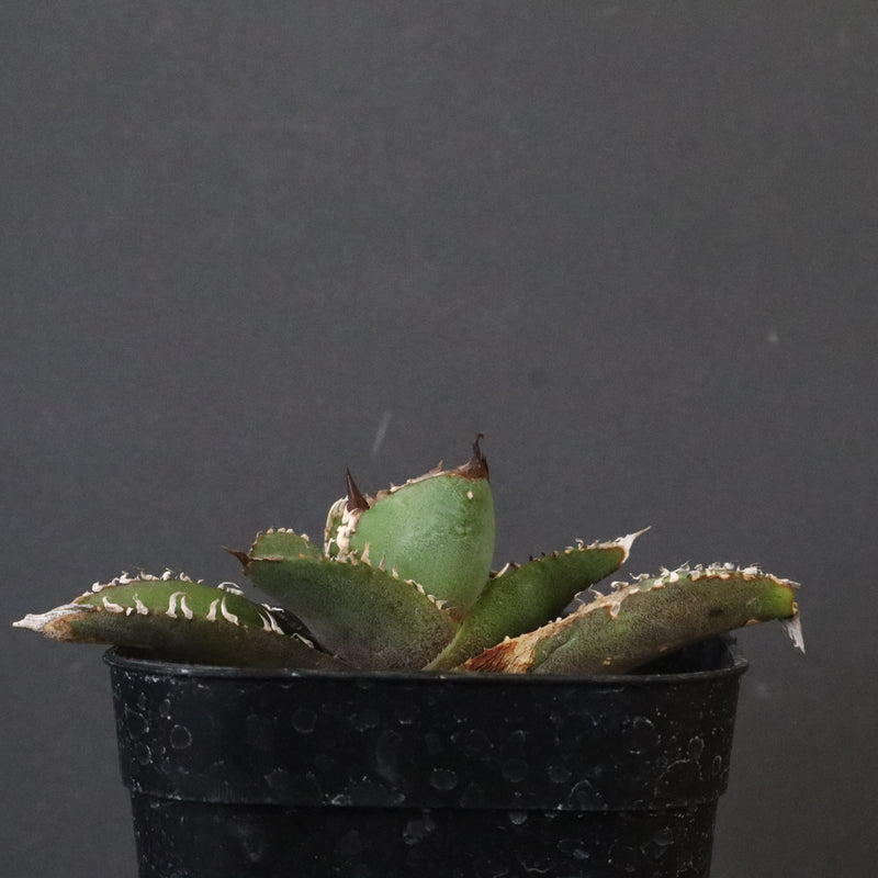 DRAGON AGAVE】 麻花 EC1258 – TaiShoDo ONLINE SHOP