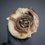 【ベアルート】B.ハエマンソイデス EC1805