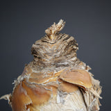 【ベアルート】B.ハエマンソイデス EC1805