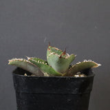 【DRAGON AGAVE】  麻花 EC1258