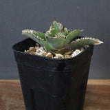 【DRAGON AGAVE】  麻花 EC1258