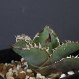 【DRAGON AGAVE】  麻花 EC1258