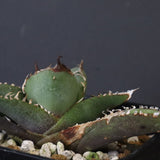 【DRAGON AGAVE】  麻花 EC1258