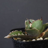 【DRAGON AGAVE】  麻花 EC1258