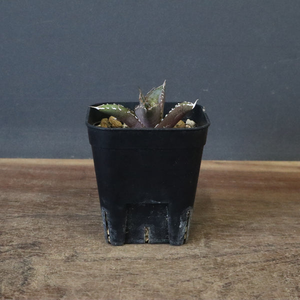 DRAGON AGAVE】 Dennis040 EC1259 – TaiShoDo ONLINE SHOP