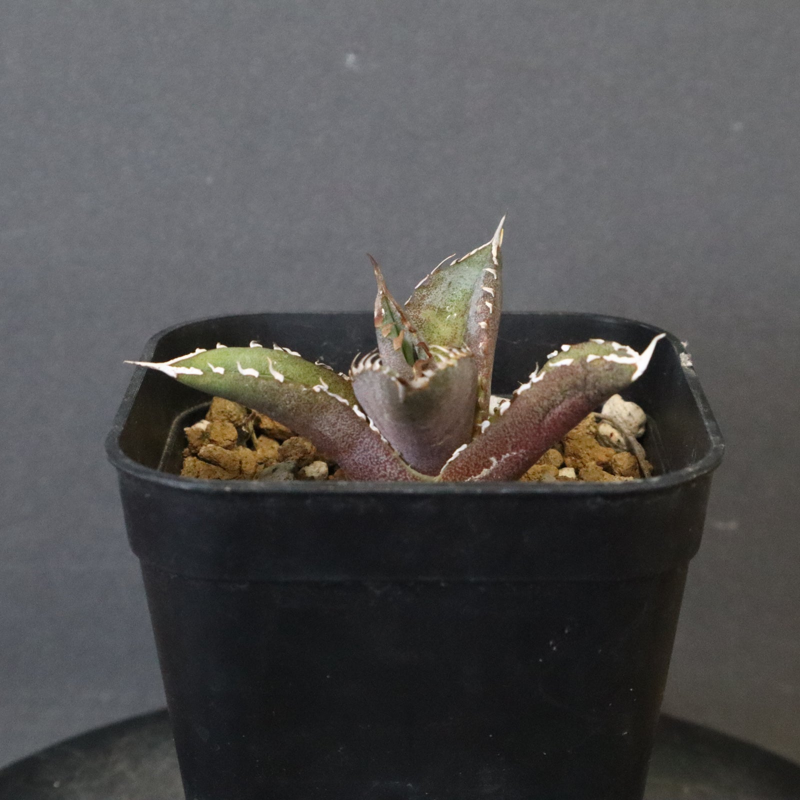 アガベ・Dennis040 極上 DRAGON AGAVE】 Dennis040 EC1259 – TaiShoDo ONLINE SHOP