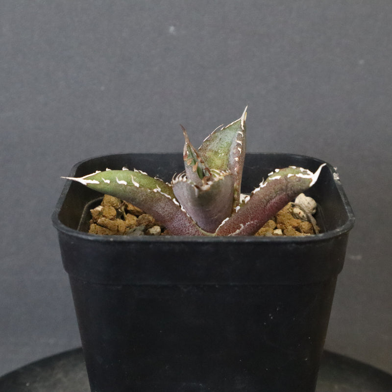 DRAGON AGAVE】 Dennis040 EC1259 – TaiShoDo ONLINE SHOP
