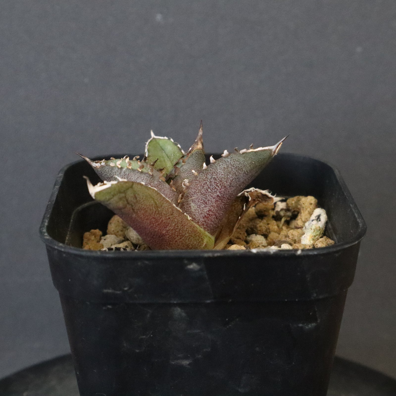 DRAGON AGAVE】 Dennis040 EC1259 – TaiShoDo ONLINE SHOP
