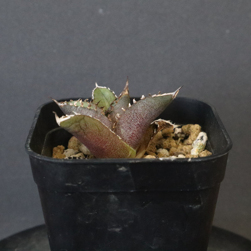 アガベ・Dennis040 極上 DRAGON AGAVE】 Dennis040 EC1259 – TaiShoDo ONLINE SHOP